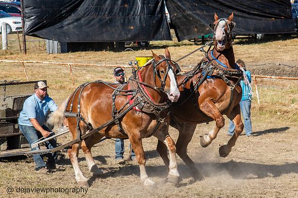 Jefferson County Fair