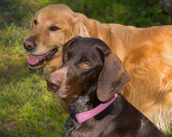 Best Buddies