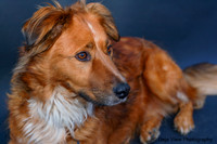 Shelter Pup