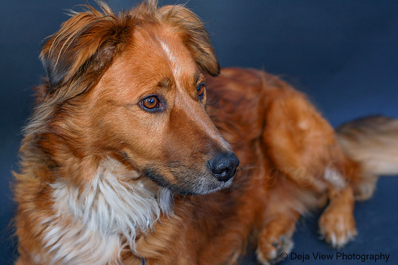 Shelter Pup