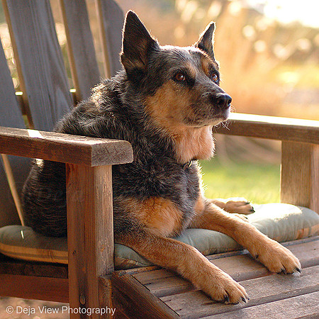Basking in the Sun