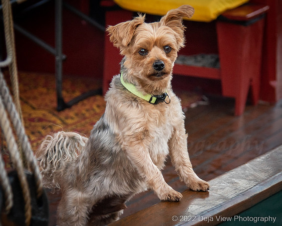 Boat Pup