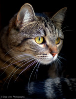 Shelter Kitty