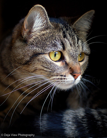Shelter Kitty