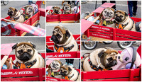 Rhody Pet Parade