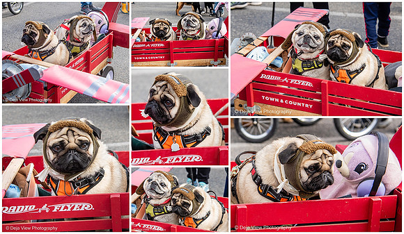 Rhody Pet Parade