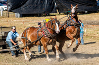 Draft Horses at Jefferson County Fair