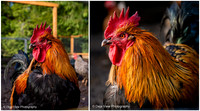 Handsome Rooster
