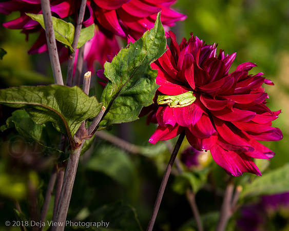 Wilderbee flowers