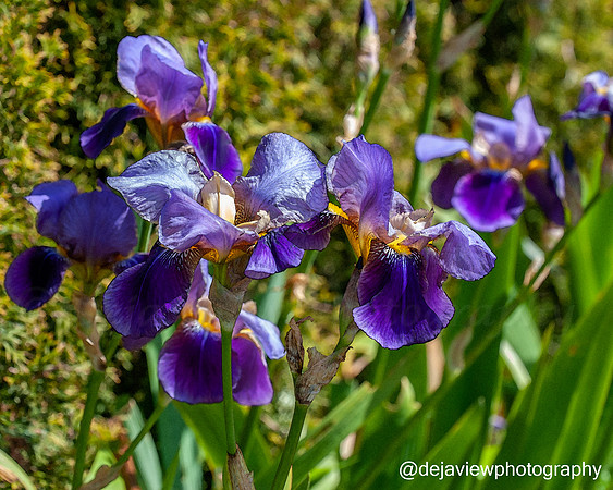 May flowers