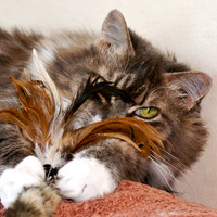 Kitty in Hiding