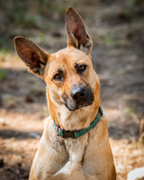 Shelter Pup